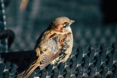 Close-up of bird perching on metal