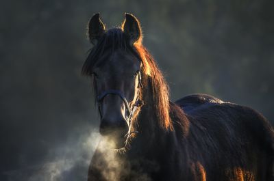 Horse standing against sky