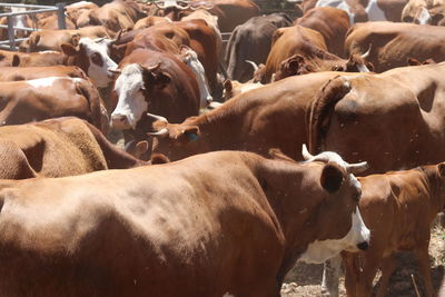 Cows in a farm