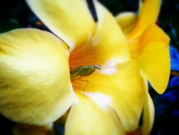 Close-up of yellow flower