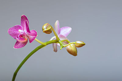 Close-up of pink orchid against white background