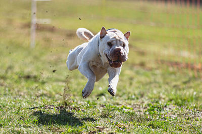 Dog running on field