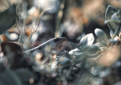 Close-up of birds on land