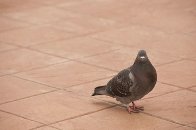 High angle view of pigeon perching on tiled floor