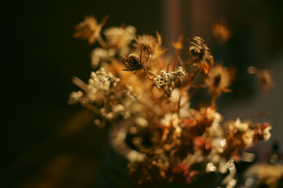 Close-up of flowers