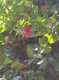 Close-up of flowers growing on tree