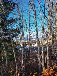 Bare trees in forest against sky