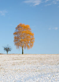 Tree on field against sky