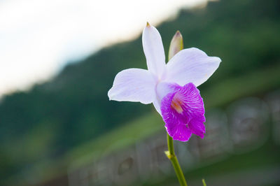 Close-up of flower on plant