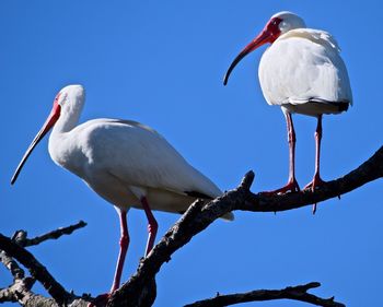 Low angle view of white ibises perching on branches