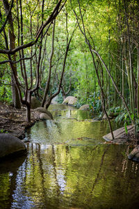 Scenic view of lake in forest