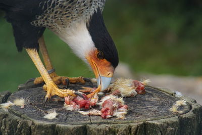 Close-up of bird eating food