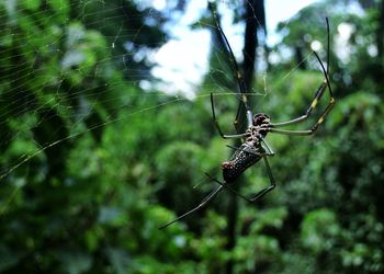 Close-up of spider on web