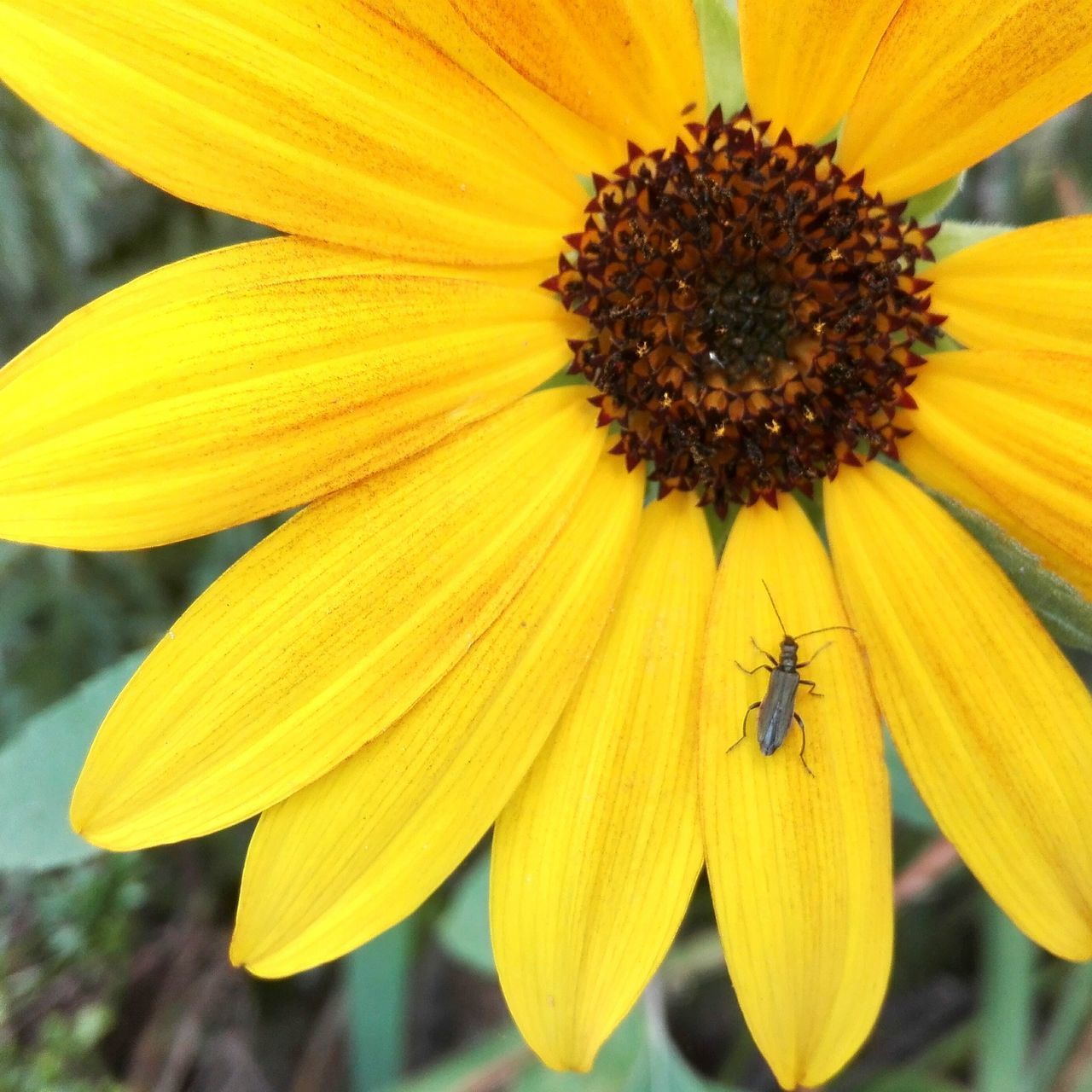 CLOSE-UP OF HONEY BEE POLLINATING ON YELLOW FLOWER