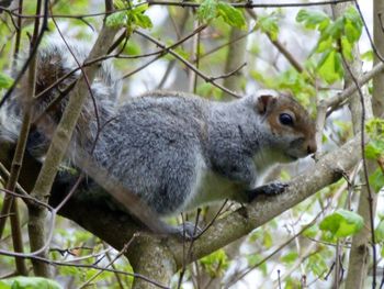 Close-up of squirrel on tree