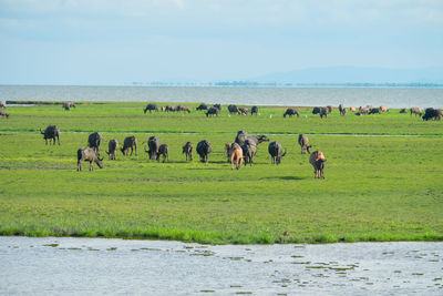 Horses in a field