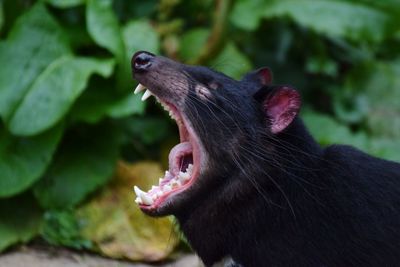 Close-up of black cat yawning