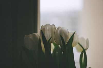 Close-up of white flowering plant