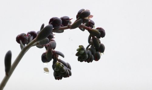 Close-up of flowers over white background