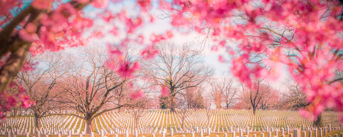 Pink cherry blossoms in autumn