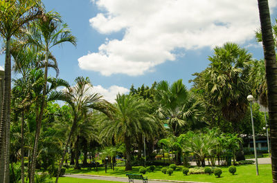 Trees in park against sky
