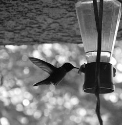 Close-up of bird flying over feeder