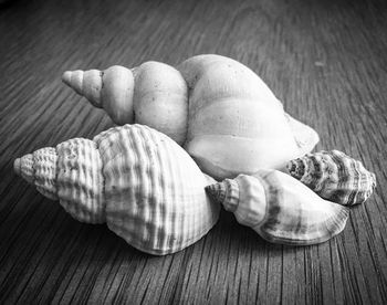 Close-up of shells on wooden table