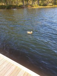 High angle view of bird swimming in lake