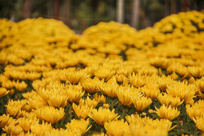 Close-up of yellow flowering plants