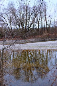 Reflection of bare trees in lake