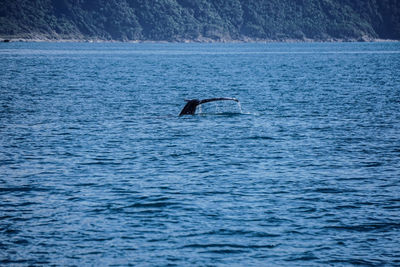 View of a whale's tail 