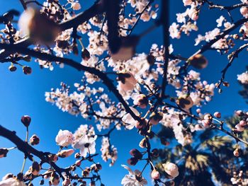 Low angle view of apple blossoms in spring