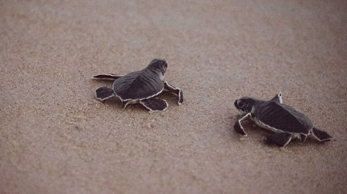 High angle view of birds on sand