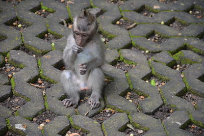 High angle portrait of monkey on stone wall