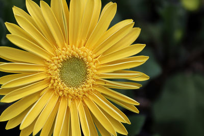 Closeup of a yellow gerbera daisy in bloom.