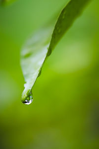 Close-up of water drops on leaf