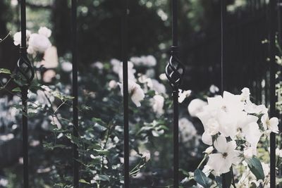 Close-up of plant against blurred background