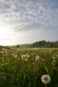 Plants growing on field against sky