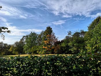 Scenic view of flowering trees against sky