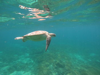 Turtle swimming in sea