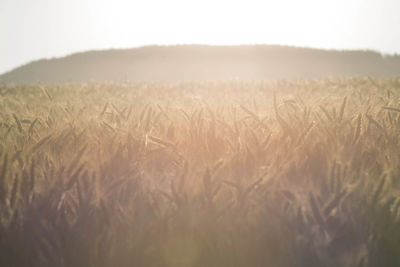 Scenic view of wheat field against sky