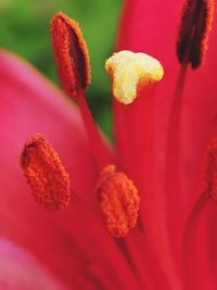 Close-up of red flowering plant