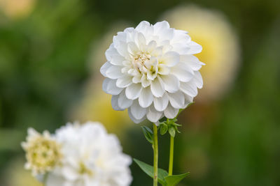 Close up of white dahlias in bloom