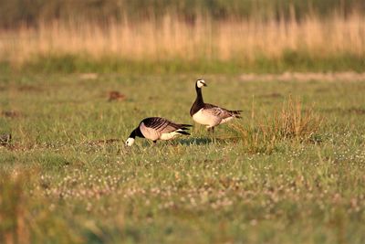 Barnacle geese grazing on a field.