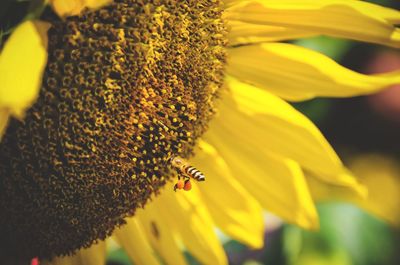 Close-up of bee pollinating on sunflower