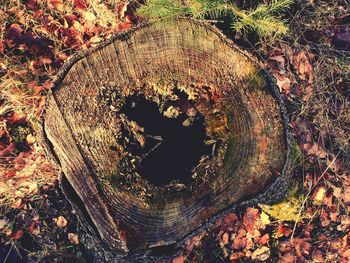 High angle view of tree stump in forest