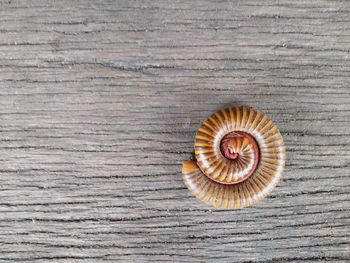 High angle view of shell on wood