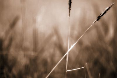 Close-up of plant growing on field