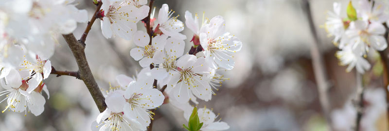 Close-up of cherry blossoms in spring