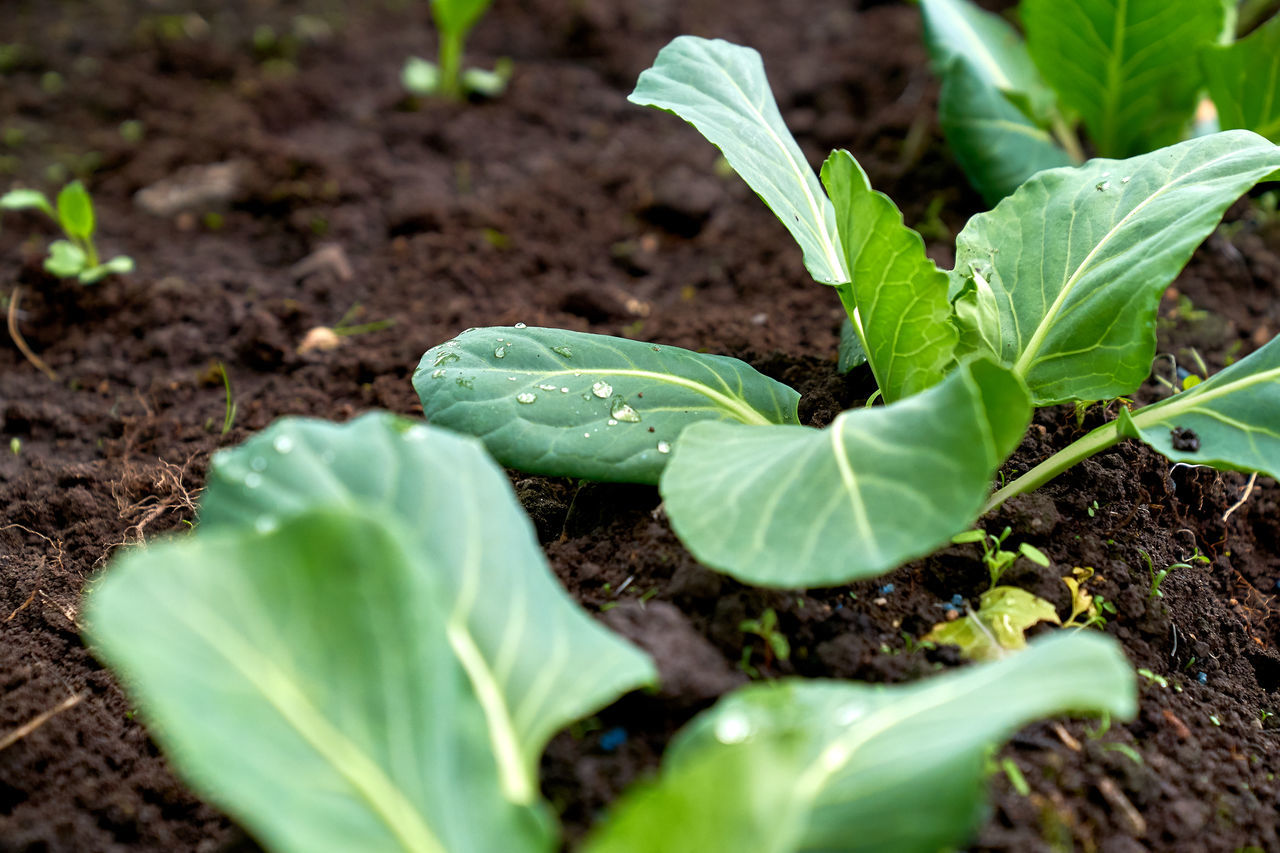 growth, plant part, leaf, vegetable, dirt, plant, agriculture, food, food and drink, nature, vegetable garden, green, freshness, field, soil, healthy eating, garden, gardening, produce, crop, organic, land, farm, no people, close-up, landscape, selective focus, leaf vegetable, seedling, beginnings, beauty in nature, cultivated, wellbeing, flower, rural scene, outdoors, lettuce, day, environment, planting, botany, collard greens